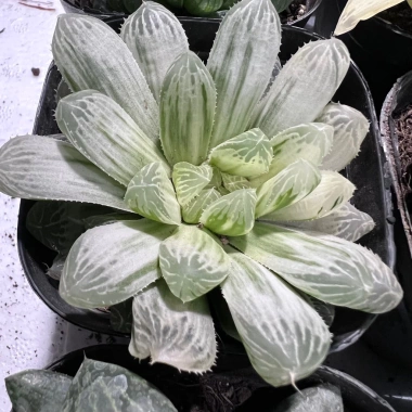 Sen đá kim cương Haworthia 8-9cm - Mua 2 tặng mini bất kì, chỉ 19.900đ 3