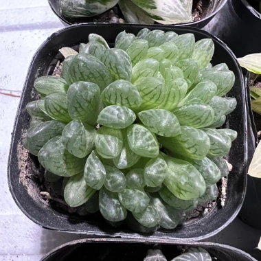 Sen đá kim cương Haworthia 8-9cm - Mua 2 tặng mini bất kì, chỉ 19.900đ 5