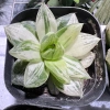 Sen đá kim cương Haworthia 8-9cm - Mua 2 tặng mini bất kì, chỉ 19.900đ 6