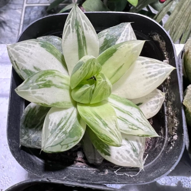 Sen đá kim cương Haworthia 8-9cm - Mua 2 tặng mini bất kì, chỉ 19.900đ 6