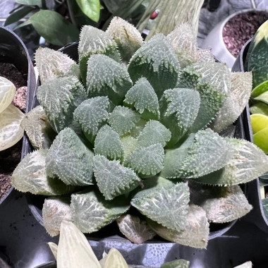 Sen đá kim cương Haworthia 8-9cm - Mua 2 tặng mini bất kì, chỉ 19.900đ 7