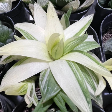 Sen đá kim cương Haworthia 8-9cm - Mua 2 tặng mini bất kì, chỉ 19.900đ 8
