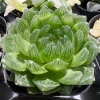 Sen đá kim cương Haworthia 8-9cm - Mua 2 tặng mini bất kì, chỉ 19.900đ 9