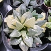 Sen đá kim cương Haworthia 8-9cm - Mua 2 tặng mini bất kì, chỉ 19.900đ 10