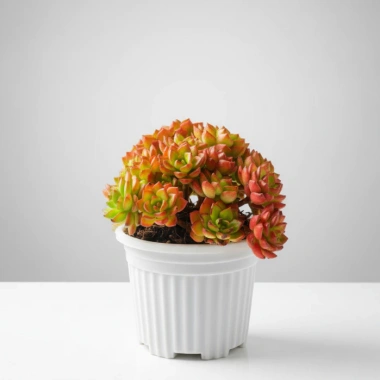 Sen Đá Mai Đỏ Thân Thụ Mini - Cây Cảnh Độc Lạ, Trang Trí Bàn, Dễ Trồng, Giá 82.000đ 2