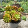 Sen Đá Mai Đỏ Thân Thụ Mini - Cây Cảnh Độc Lạ, Trang Trí Bàn, Dễ Trồng, Giá 82.000đ 3