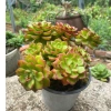 Sen Đá Mai Đỏ Thân Thụ Mini - Cây Cảnh Độc Lạ, Trang Trí Bàn, Dễ Trồng, Giá 82.000đ 5
