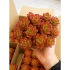 Sen Đá Mai Đỏ Thân Thụ Mini - Cây Cảnh Độc Lạ, Trang Trí Bàn, Dễ Trồng, Giá 82.000đ 7