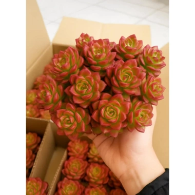 Sen Đá Mai Đỏ Thân Thụ Mini - Cây Cảnh Độc Lạ, Trang Trí Bàn, Dễ Trồng, Giá 82.000đ 7
