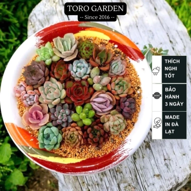 Sen đá mini Đà Lạt 30 loại - Tặng 20 lá mầm - Cây cảnh trang trí nhà Toro Garden