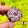 Sen đá mini Đà Lạt 30 loại - Tặng 20 lá mầm - Cây cảnh trang trí nhà Toro Garden 2