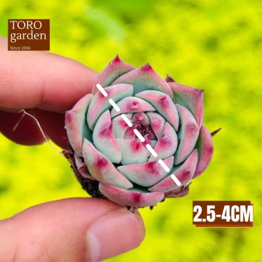 Sen đá mini Đà Lạt 30 loại - Tặng 20 lá mầm - Cây cảnh trang trí nhà Toro Garden