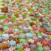 Sen đá mini Đà Lạt 30 loại - Tặng 20 lá mầm - Cây cảnh trang trí nhà Toro Garden 5