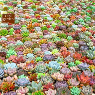 Sen đá mini Đà Lạt 30 loại - Tặng 20 lá mầm - Cây cảnh trang trí nhà Toro Garden