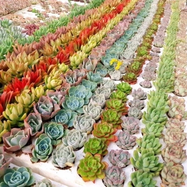 Sen đá mini Đà Lạt 30 loại - Tặng 20 lá mầm - Cây cảnh trang trí nhà Toro Garden