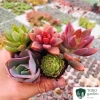 Sen đá mini Đà Lạt 30 loại - Tặng 20 lá mầm - Cây cảnh trang trí nhà Toro Garden 9