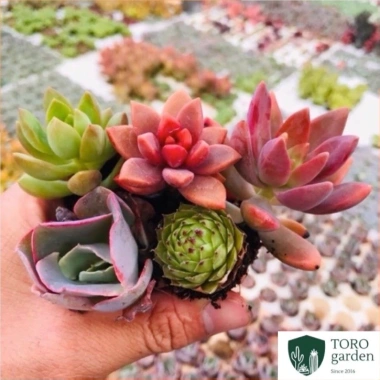 Sen đá mini Đà Lạt 30 loại - Tặng 20 lá mầm - Cây cảnh trang trí nhà Toro Garden