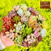 Sen đá mini Đà Lạt 30 loại - Tặng 20 lá mầm - Cây cảnh trang trí nhà Toro Garden 10