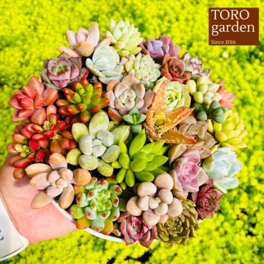 Sen đá mini Đà Lạt 30 loại - Tặng 20 lá mầm - Cây cảnh trang trí nhà Toro Garden 10 Sen đá mini Đà Lạt 30 loại - Tặng 20 lá mầm - Cây cảnh trang trí nhà Toro Garden 10