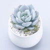 Sen đá Ngọc Trinh Full Size thuần khí hậu, mini để bàn, siêu khỏe, trang trí decor phòng Giá 9.000₫