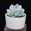 Sen đá Ngọc Trinh Full Size thuần khí hậu, mini để bàn, siêu khỏe, trang trí decor phòng Giá 9.000₫ 2