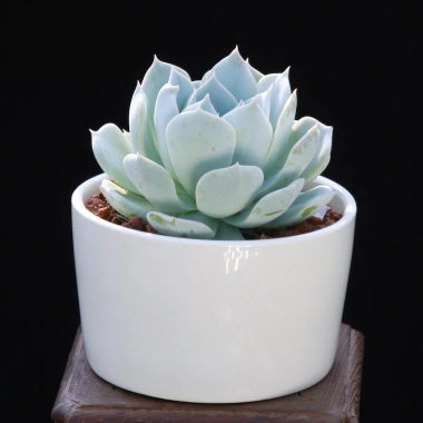 Sen đá Ngọc Trinh Full Size thuần khí hậu, mini để bàn, siêu khỏe, trang trí decor phòng Giá 9.000₫ 2