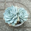 Sen đá Ngọc Trinh Full Size thuần khí hậu, mini để bàn, siêu khỏe, trang trí decor phòng Giá 9.000₫ 3