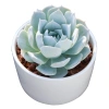 Sen đá Ngọc Trinh Full Size thuần khí hậu, mini để bàn, siêu khỏe, trang trí decor phòng Giá 9.000₫ 4