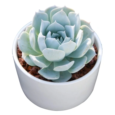 Sen đá Ngọc Trinh Full Size thuần khí hậu, mini để bàn, siêu khỏe, trang trí decor phòng Giá 9.000₫ 4