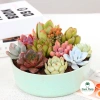 Sen đá Ngọc Trinh Full Size thuần khí hậu, mini để bàn, siêu khỏe, trang trí decor phòng Giá 9.000₫ 5