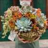 Sen đá Ngọc Trinh Full Size thuần khí hậu, mini để bàn, siêu khỏe, trang trí decor phòng Giá 9.000₫ 6