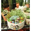 Sen đá Ngọc Trinh Full Size thuần khí hậu, mini để bàn, siêu khỏe, trang trí decor phòng Giá 9.000₫ 7