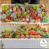 Sen đá Ngọc Trinh Full Size thuần khí hậu, mini để bàn, siêu khỏe, trang trí decor phòng Giá 9.000₫ 8