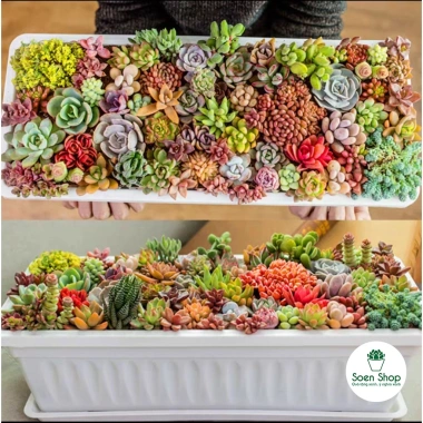 Sen đá Ngọc Trinh Full Size thuần khí hậu, mini để bàn, siêu khỏe, trang trí decor phòng Giá 9.000₫ 8