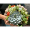 Sen đá Ngọc Trinh Full Size thuần khí hậu, mini để bàn, siêu khỏe, trang trí decor phòng Giá 9.000₫ 9