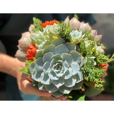 Sen đá Ngọc Trinh Full Size thuần khí hậu, mini để bàn, siêu khỏe, trang trí decor phòng Giá 9.000₫ 9
