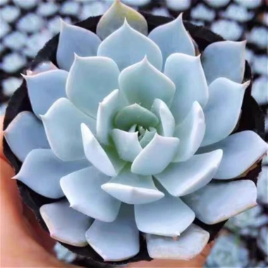 Sen đá Ngọc Trinh Full Size thuần khí hậu, mini để bàn, siêu khỏe, trang trí decor phòng Giá 9.000₫ 10