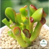 Sen đá Ống Điếu Size Thuần Khí Hậu - Mini để bàn, Siêu Khỏe, Trang Trí Phòng SD
