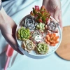 Sen đá Ống Điếu Size Thuần Khí Hậu - Mini để bàn, Siêu Khỏe, Trang Trí Phòng SD 2