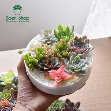 Sen đá Ống Điếu Size Thuần Khí Hậu - Mini để bàn, Siêu Khỏe, Trang Trí Phòng SD