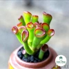 Sen đá Ống Điếu Size Thuần Khí Hậu - Mini để bàn, Siêu Khỏe, Trang Trí Phòng SD 4