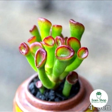 Sen đá Ống Điếu Size Thuần Khí Hậu - Mini để bàn, Siêu Khỏe, Trang Trí Phòng SD