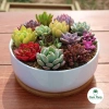 Sen đá Ống Điếu Size Thuần Khí Hậu - Mini để bàn, Siêu Khỏe, Trang Trí Phòng SD 6