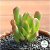 Sen đá Ống Điếu Size Thuần Khí Hậu - Mini để bàn, Siêu Khỏe, Trang Trí Phòng SD 7
