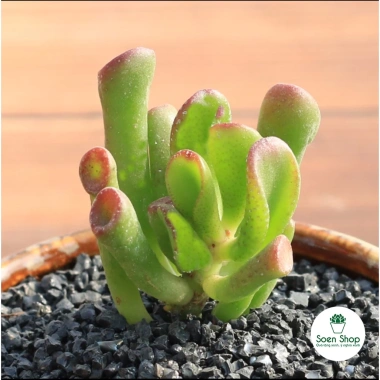 Sen đá Ống Điếu Size Thuần Khí Hậu - Mini để bàn, Siêu Khỏe, Trang Trí Phòng SD