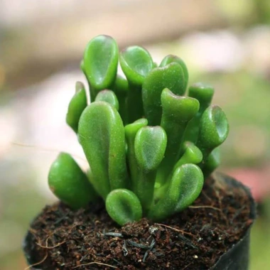 Sen đá Ống Điếu Size Thuần Khí Hậu - Mini để bàn, Siêu Khỏe, Trang Trí Phòng SD