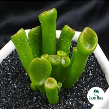 Sen đá Ống Điếu Size Thuần Khí Hậu - Mini để bàn, Siêu Khỏe, Trang Trí Phòng SD