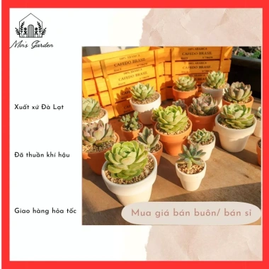 Sen đá trồng sẵn chậu đất nung Đà Lạt - Quà tặng sự kiện Min, giá ưu đãi 16.000₫