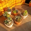 Sen đá trồng sẵn chậu đất nung Đà Lạt - Quà tặng sự kiện Min, giá ưu đãi 16.000₫ 2