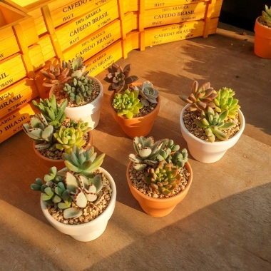 Sen đá trồng sẵn chậu đất nung Đà Lạt - Quà tặng sự kiện Min, giá ưu đãi 16.000₫